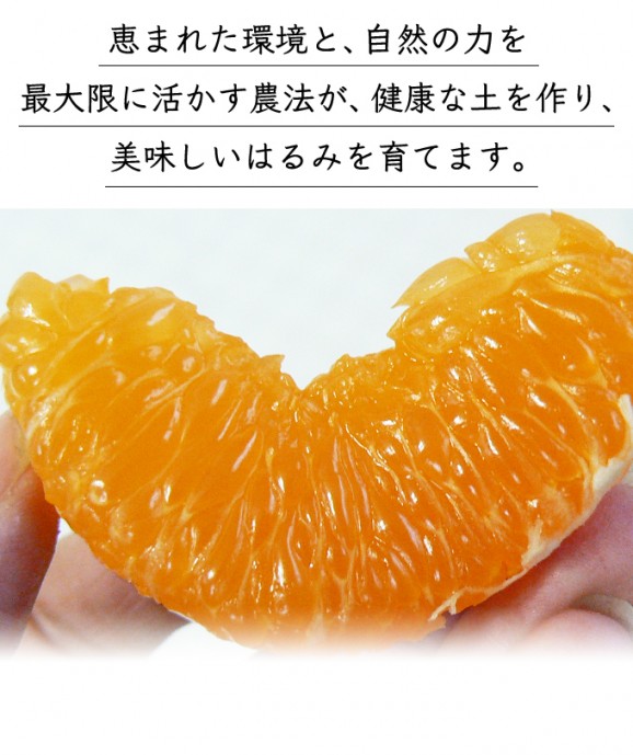 わけありはるみ 4kg | 日本全国各地のお取り寄せモール風土jp