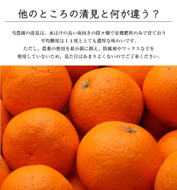 特選清見オレンジ 2kg | 日本全国各地のお取り寄せモール風土jp