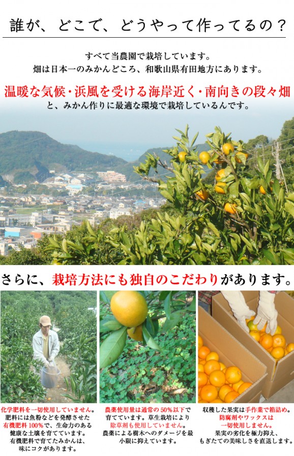 特選清見オレンジ 2kg | 日本全国各地のお取り寄せモール風土jp