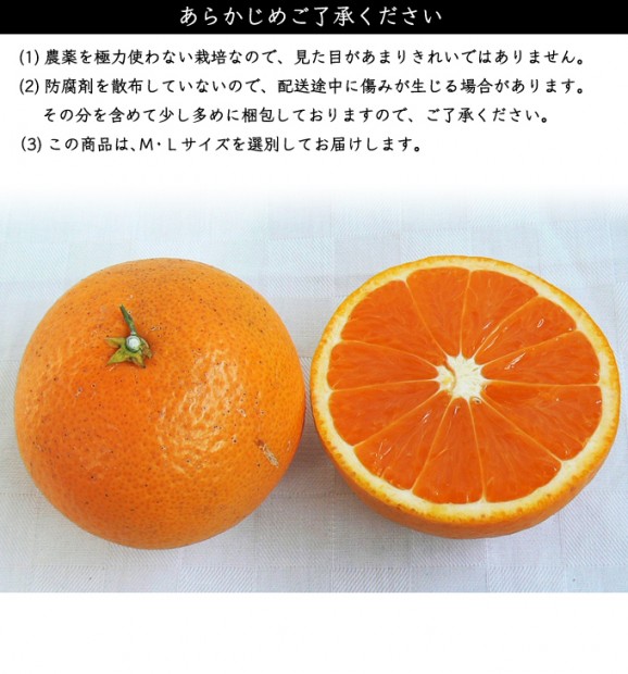 特選清見オレンジ 2kg | 日本全国各地のお取り寄せモール風土jp