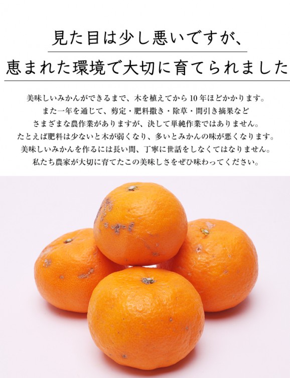 �櫓���ꥫ��ޥ����� 3kg | ����������ϤΤ����󤻥⡼������jp