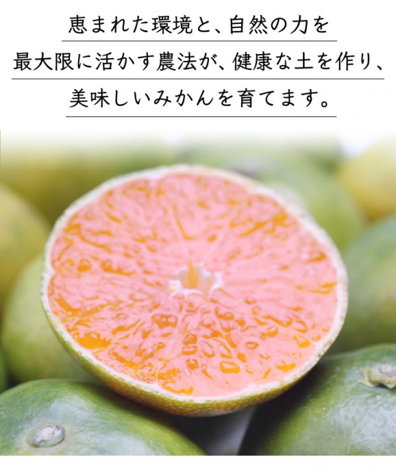 定番セミノール5kg | 日本全国各地のお取り寄せモール風土jp