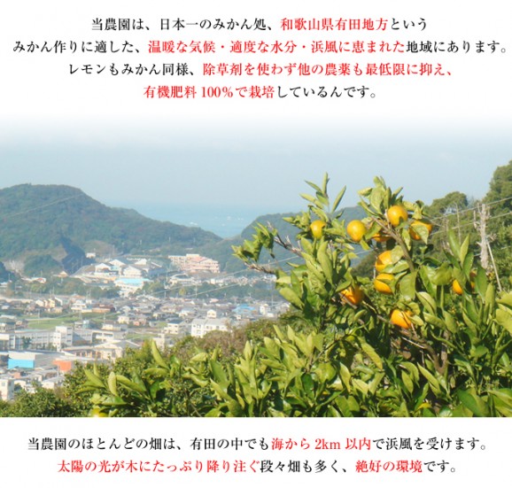国産レモン 1kg(約5〜15個) | 日本全国各地のお取り寄せモール風土jp