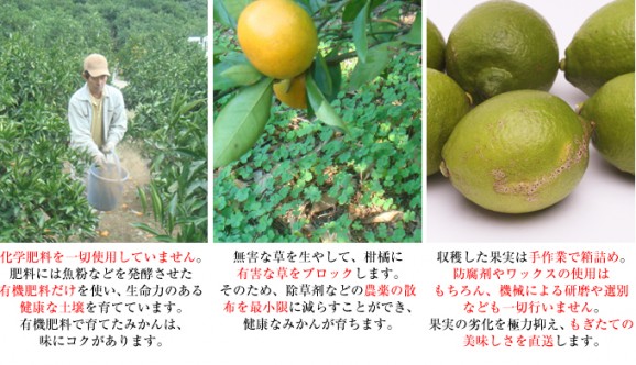 国産レモン 1kg(約5〜15個) | 日本全国各地のお取り寄せモール風土jp
