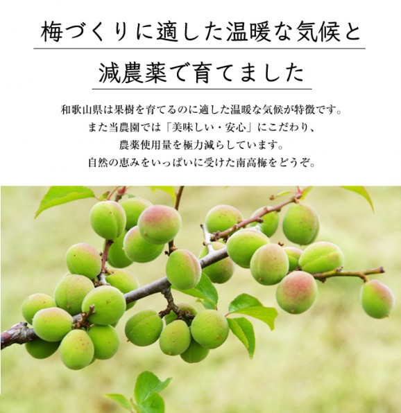 定番紀州南高梅(青梅) 1kg (6月10〜20日頃発送) | 日本全国各地のお取り寄せモール風土jp
