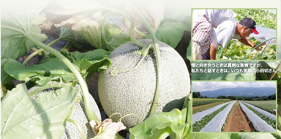 北海道ニセコ産メロン(大玉1.6kg前後)2玉(赤肉・青肉各1玉ずつ) | 日本全国各地のお取り寄せモール風土jp