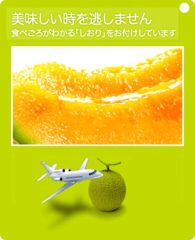 ͼĥ����� �������1.6kg�����1�� | ����������ϤΤ����󤻥⡼������jp