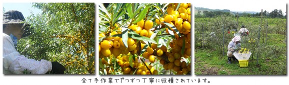 ���٤����Ʊա������٥꡼�֥�åɥڡ����� | ����������ϤΤ����󤻥⡼������jp