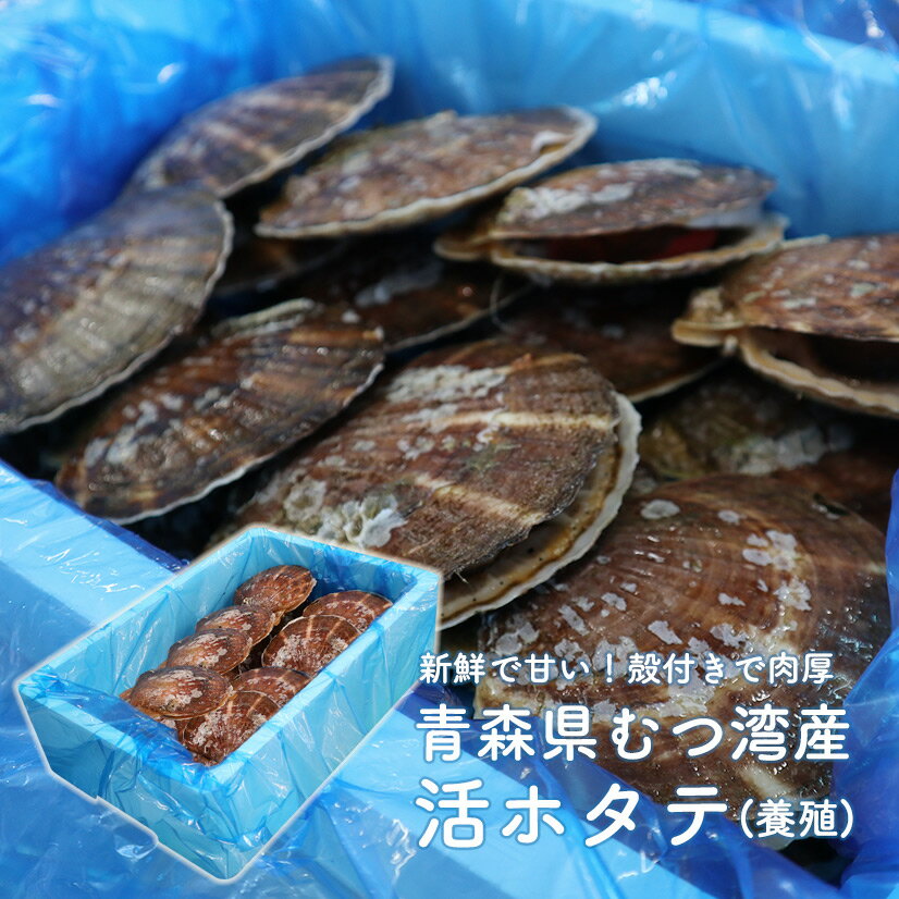 【青森県産★鮮度抜群!】ほたて 3kg ホタテ ホタテ貝柱 帆立 大容量 ほたて貝柱 活ホタテ【青森県産】【送料無料】【チルド便】【3kg】【新鮮】【鮮度命】【バーベキュー】【BBQ】