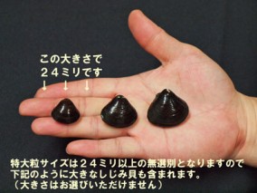 青森十三湖 特選しじみ貝 大粒サイズ 1kg木箱入り | 日本全国各地のお取り寄せモール風土jp