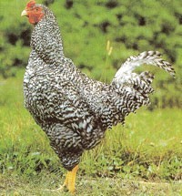 青森県特産地鶏 青森シャモロック 【中抜き丸鶏・もみじなし】 | 日本全国各地のお取り寄せモール風土jp