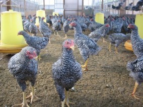 青森県特産地鶏 青森シャモロック 【中抜き丸鶏・もみじなし】 | 日本全国各地のお取り寄せモール風土jp