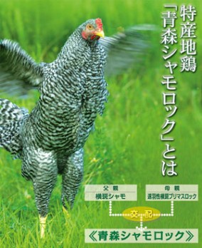 青森県特産地鶏 青森シャモロック 【地鶏鍋セット】 | 日本全国各地のお取り寄せモール風土jp