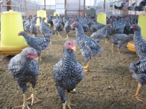 �Ŀ����û��Ϸܡ��Ŀ��������å����ھ������åȡ� | ����������ϤΤ����󤻥⡼������jp