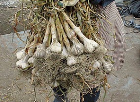 【23年産】特選青森田子にんにく【最上級品2Lサイズ(1kg)】 | 日本全国各地のお取り寄せモール風土jp
