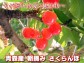 ≪ご予約受付中≫青森産朝摘みさくらんぼ 佐藤錦・サミット