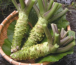 ご家庭用わさび【3Lわさび】1本 | 日本全国各地の名産品やお土産のお取り寄せモール 風土jp