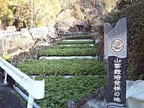 ご家庭用わさび【3Lわさび】1本 | 日本全国各地の名産品やお土産のお取り寄せモール 風土jp