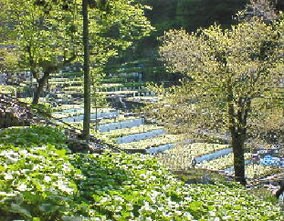 ご家庭用わさび【3Lわさび】1本 | 日本全国各地の名産品やお土産のお取り寄せモール 風土jp