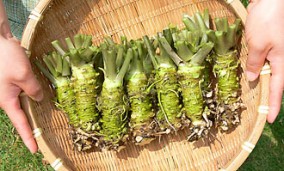 業務用わさび【細根付3Lわさび:1kg】 | 日本全国各地のお取り寄せモール風土jp