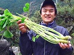 ご家庭用わさび味噌【500g】 | 日本全国各地のお取り寄せモール風土jp