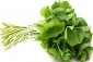 【静岡有東木産】わさびの葉付茎