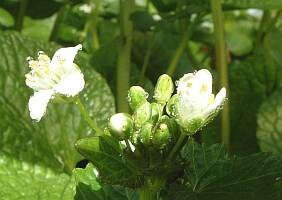 【静岡有東木産】わさびの花販売休止 | 日本全国各地のお取り寄せモール風土jp