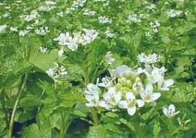 【静岡有東木産】わさびの花販売休止 | 日本全国各地のお取り寄せモール風土jp