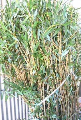 もち花(枝2本) | 日本全国各地の名産品やお土産のお取り寄せモール 風土jp