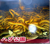 ハブ公園