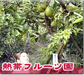 熱帯フルーツ園