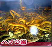 琉球王国交易船