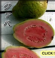 グァバ